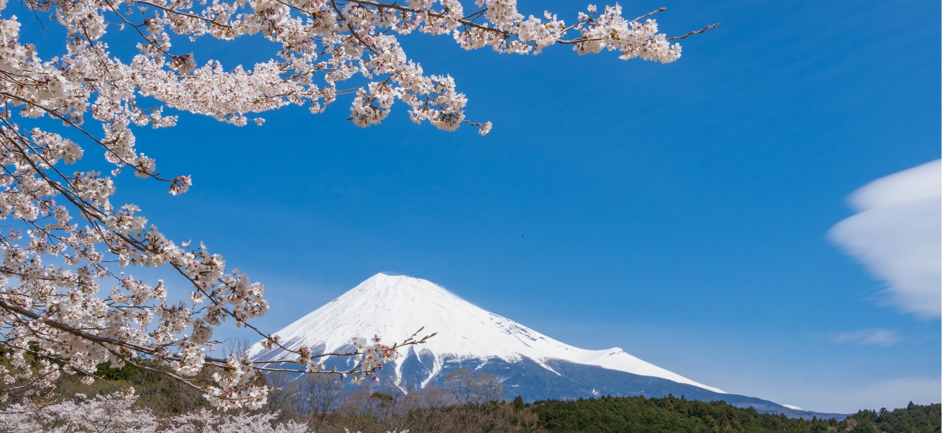 Japanese IT market entry